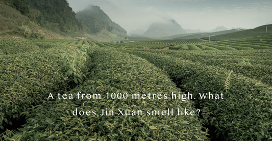 What is Jin Xuan Tea? What Does It Smell Like?