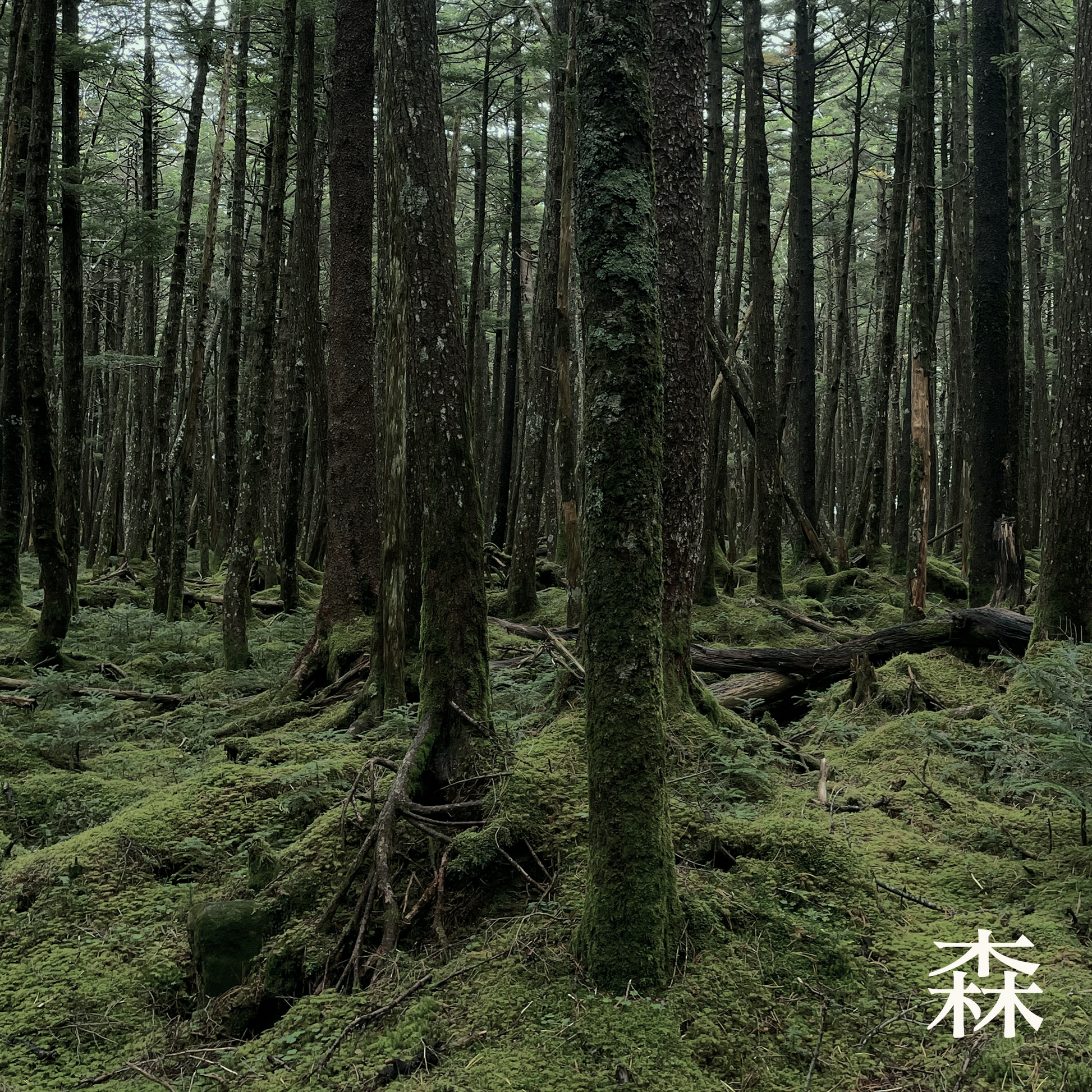 Atmospheric view of a misty Nagano forest in Japan, the inspiration for Forest Breath 森. The image captures moss-covered Hinoki trees and ancient cedars, representing the Japanese ritual of Shinrin-yoku (forest bathing) that defines this award-winning fragrance.