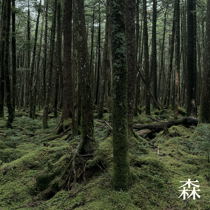 Atmospheric view of a misty Nagano forest in Japan, the inspiration for Forest Breath 森. The image captures moss-covered Hinoki trees and ancient cedars, representing the Japanese ritual of Shinrin-yoku (forest bathing) that defines this award-winning fragrance.