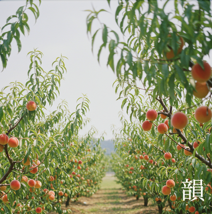 A sun-drenched Okayama peach orchard in Japan, featuring rows of ripening fruit—the inspiration for Velvet Embrace 韻. The image captures the silken, dewy warmth of early summer blooms and the poetic essence of the Okayama region. A visual representation of this luxury silken-floral home fragrance.